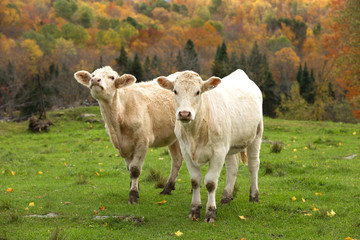 Beautiful two little white cow in a green field during fall season.