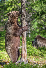 Brown bear standing on his hind legs in summer forest. Ursus Arctos ( Brown Bear). Green natural background.