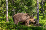 She-Bear and Cubs. Brown bear. Scientific name: Ursus Arctos Arctos. In the summer forest. Natural habitat.