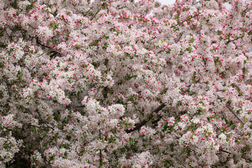 prunus spring blossoms