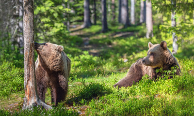 Fototapeta na wymiar Wild Brown bears in the summer forest. Scientific name: Ursus Arctos.