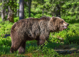 Obraz na płótnie Canvas Wild Brown bear in the summer forest. Scientific name: Ursus Arctos. 