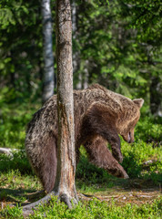 Brown bear standing on his hind legs in summer forest. Ursus Arctos ( Brown Bear). Green natural background.