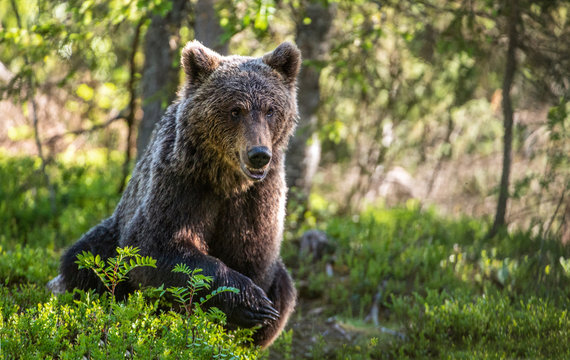 Wild Brown bear  in the summer forest. Scientific name: Ursus Arctos.
