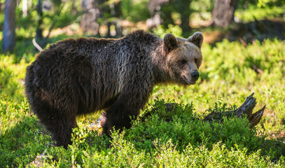 Wild Brown bear  in the summer forest. Scientific name: Ursus Arctos.

