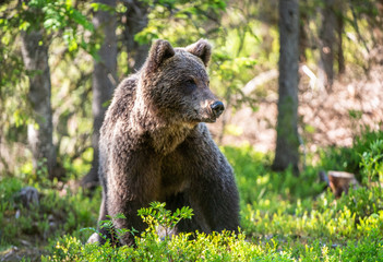 Wild Brown bear  in the summer forest. Scientific name: Ursus Arctos.
