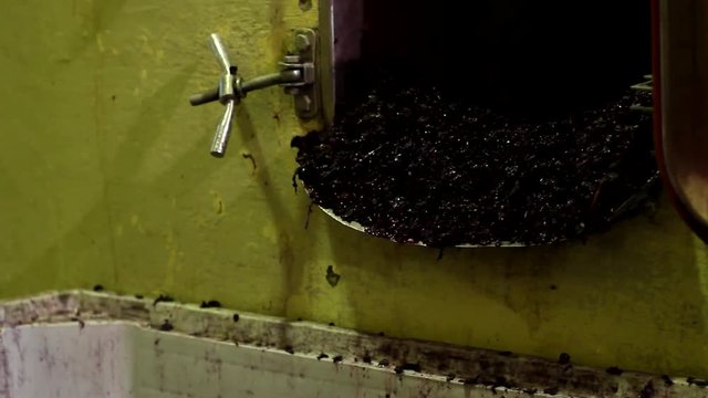 Sacando el mosto de las piletas.
Wine making. Taking must out of the tanks.