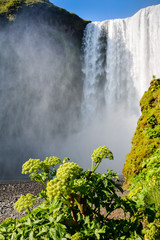Famous Skogafoss waterfall in Iceland with Angelica plant in foreground on sunny summer day.