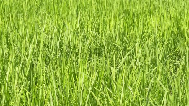 green paddy farm