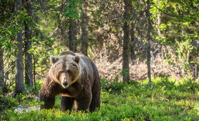 Obraz premium Niedźwiedź brunatny w lesie latem. Naturalne środowisko. Nazwa naukowa: Ursus Arctos. Zielone tło naturalne.