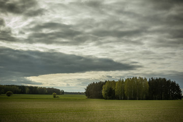 Fototapeta premium Green field with a bunch of trees on overcast summer day in Lithuania. Cinematic look with grain.