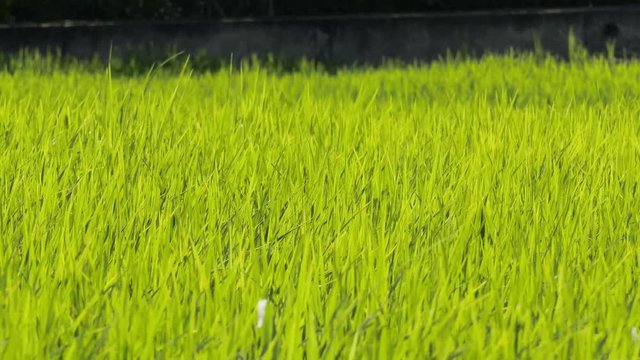 green paddy farm with dragonfly