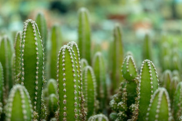Close up group of green cactus background