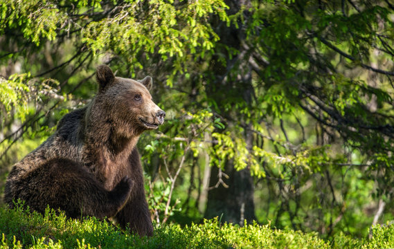 Brown bear  in the summer forest. Natural habitat. Scientific name: Ursus Arctos. Green natural background.