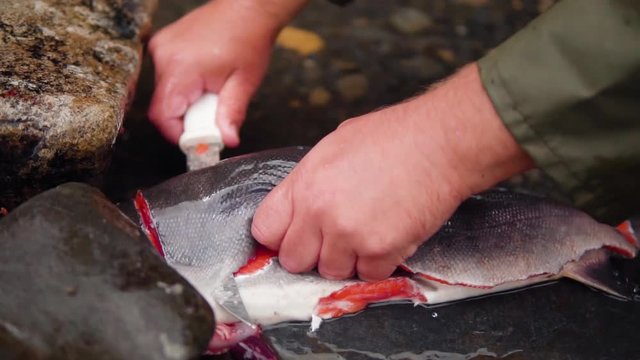 Alaskan Fisherman Fillet A Sockeye Salmon On Bank Of River