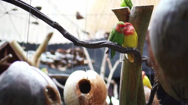 A Pair Of Lovebirds Standing On A Branch