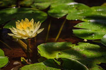 white water lily