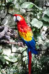 colorful macaw