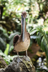 bird in zoo