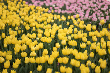 Spring Tulips