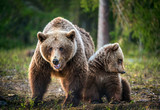She-Bear and Cubs. Brown bear. Scientific name: Ursus Arctos Arctos. In the summer forest. Natural habitat.