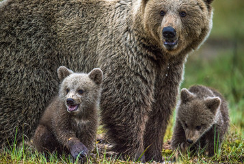 Fototapeta premium She-Bear and Cubs. Brown bear. Scientific name: Ursus Arctos Arctos. In the summer forest. Natural habitat.