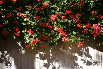 Rote Balkonblumen  / Rote Balkonblumen hängen einen Balkon runter und werfen Schatten...