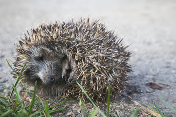 a baby hedgehog is sleeping in the garden