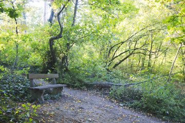 a path with a bench on it in the forest