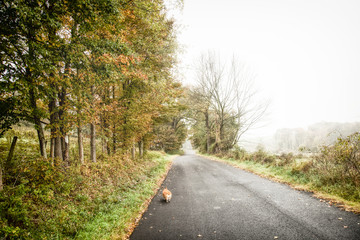 Fototapeta premium Foggy country road