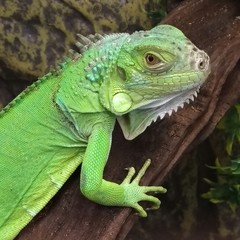 Green iguana is larger than many lizards