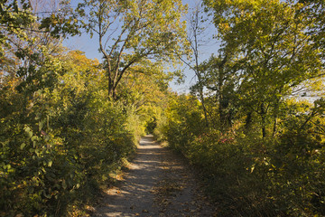 Naklejka premium a colourful path in the woods at autumn