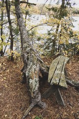 Fototapeta na wymiar Old wooden bench next to a bent tree trunk