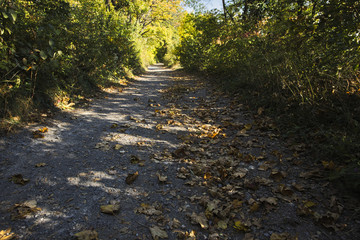 a colourful path in the woods at autumn