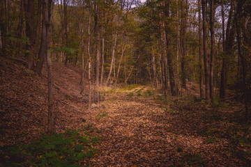 Fall Tail Perspective