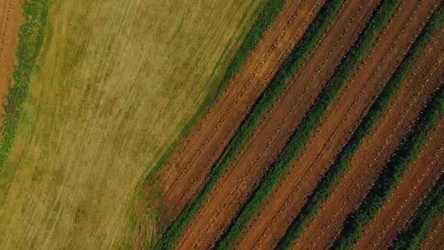 Aerial perpendicular view of cultivated field