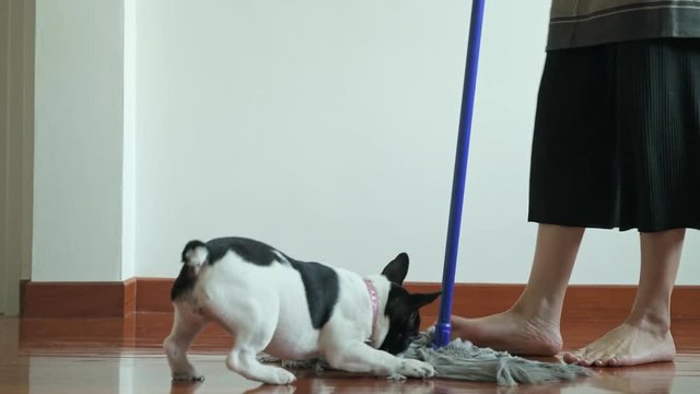 Woman cleaning house with a mop. Beautiful Asian woman cleaning floor with mop with dog try to bite it. Low angle shot. House cleaning service concept.