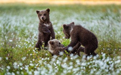 Fototapeta premium Bear Cub stands on its hind legs. Brown bear ( Scientific name: Ursus arctos) cubs playing on the swamp in the forest. White flowers on the bog in the summer forest.
