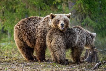 Fototapeta premium She-bear and bear-cub. Cub and Adult female of Brown Bear in the forest at summer time. Scientific name: Ursus arctos.