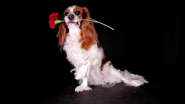Valentine's flower dog gift present give cute animal concept