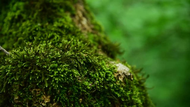 Close-up of thick green moss in the forest on a thick tree trunk. Saturated green. Low key
