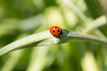ladybug on a leaf