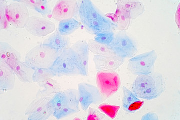 Fototapeta na wymiar Squamous epithelial cells under microscope view for education histology.