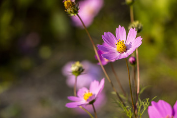 Beautiful Cosmos flowers blooming in the garden