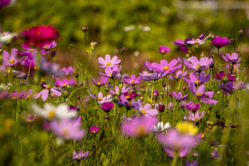 Obraz na płótnie Canvas Beautiful Cosmos flowers blooming in the garden