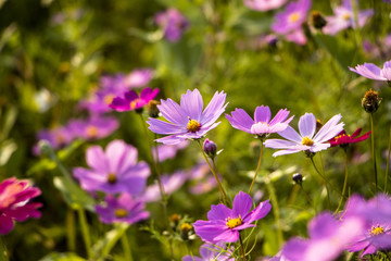 Beautiful Cosmos flowers blooming in the garden
