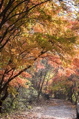 Red maple leaves in autumn season with blue sky blurred background, taken from Korea.