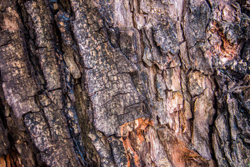 Tree bark texture background.