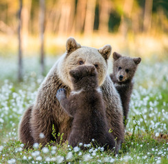 Obraz premium She-bear and bear-cubs at sunset. Cubs and Adult female of Brown Bear in the forest at summer time. Scientific name: Ursus arctos. White flowers on the bog in the summer forest.