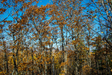 the mountain autumn landscape with colorful forest